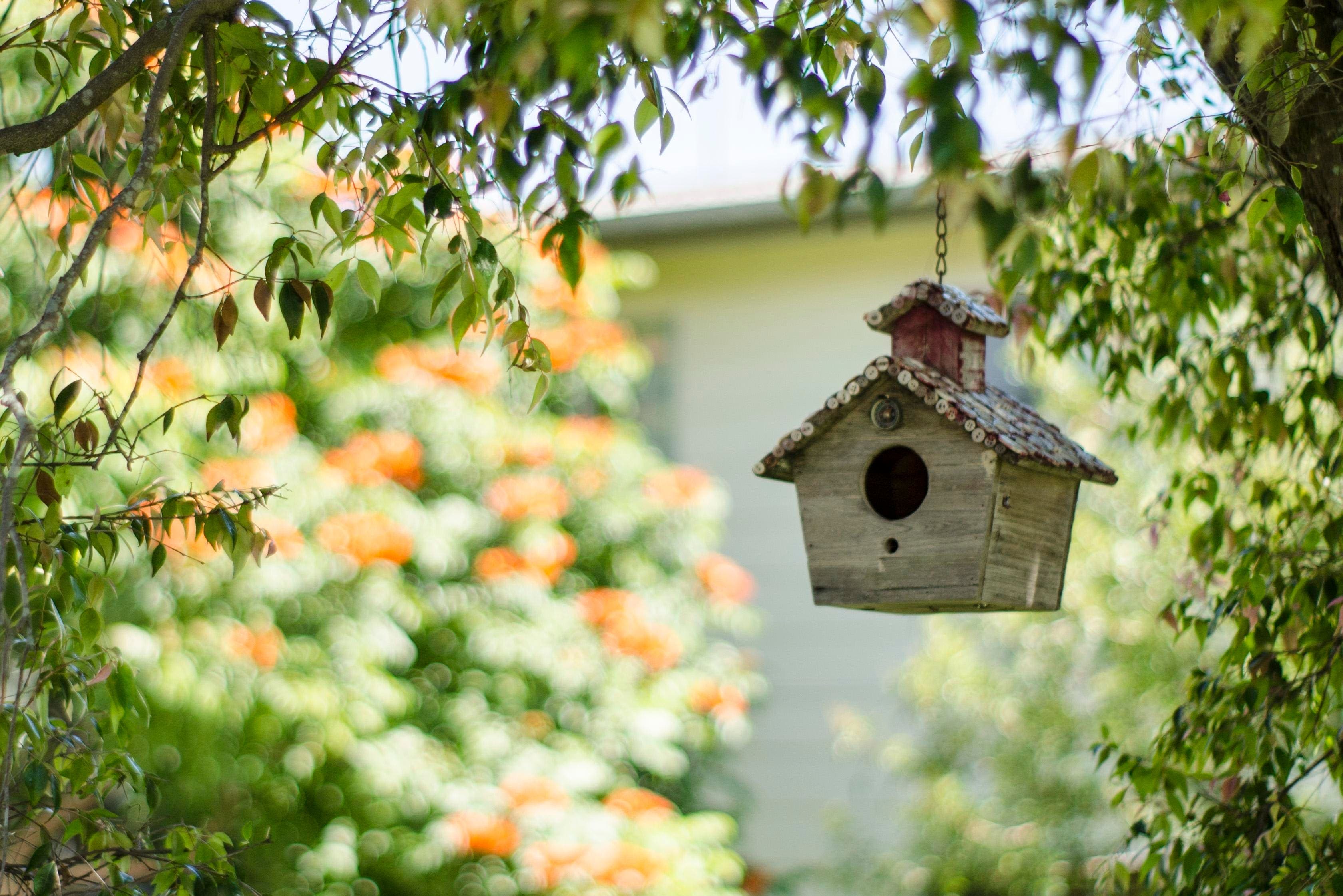 Birdwatching Hobby Enhances Homeowners’ Health And Outdoor Home Space